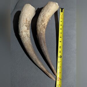 Natural Animal Cow Horns 17 Inch